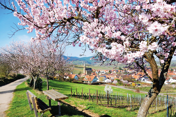 Reise "Mandelblüte in der Pfalz 2023", Der Schmidt
