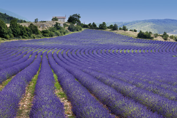 Reise "Provence zur Lavendelblüte 2022", Der Schmidt