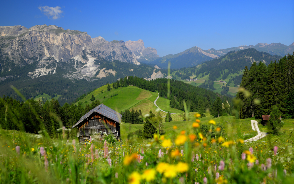 Blick durch eine blühende Wiese, vorbei an rustikalen Almhütten auf die Südtiroler Dolomiten bei blauem Himmel.