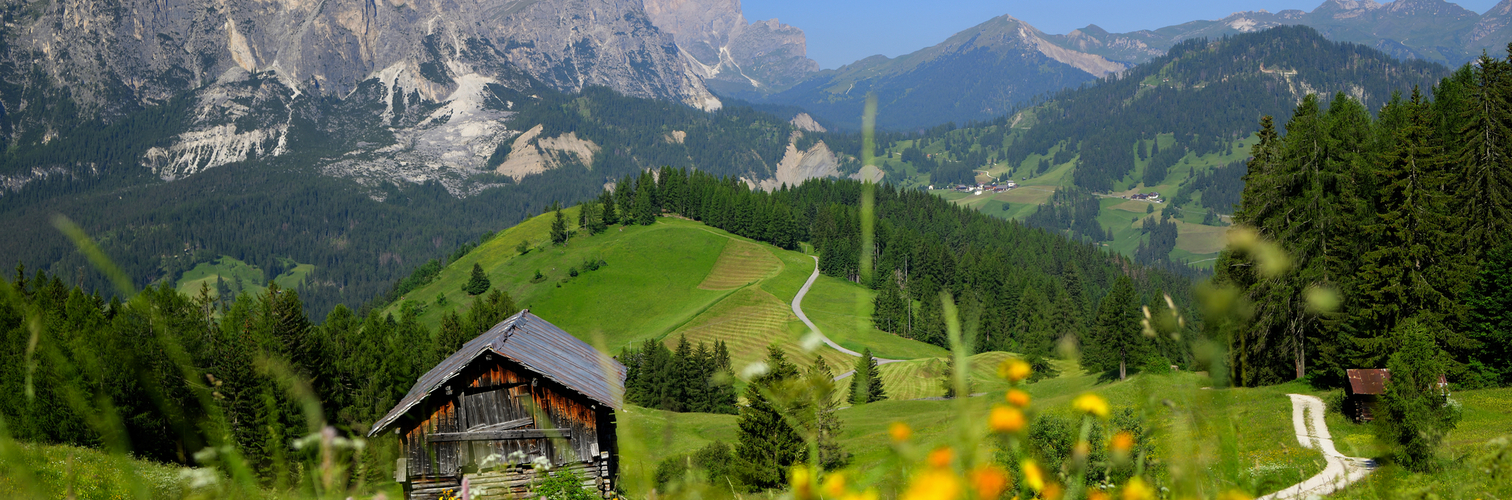 Blick durch eine blühende Wiese, vorbei an rustikalen Almhütten auf die Südtiroler Dolomiten bei blauem Himmel.