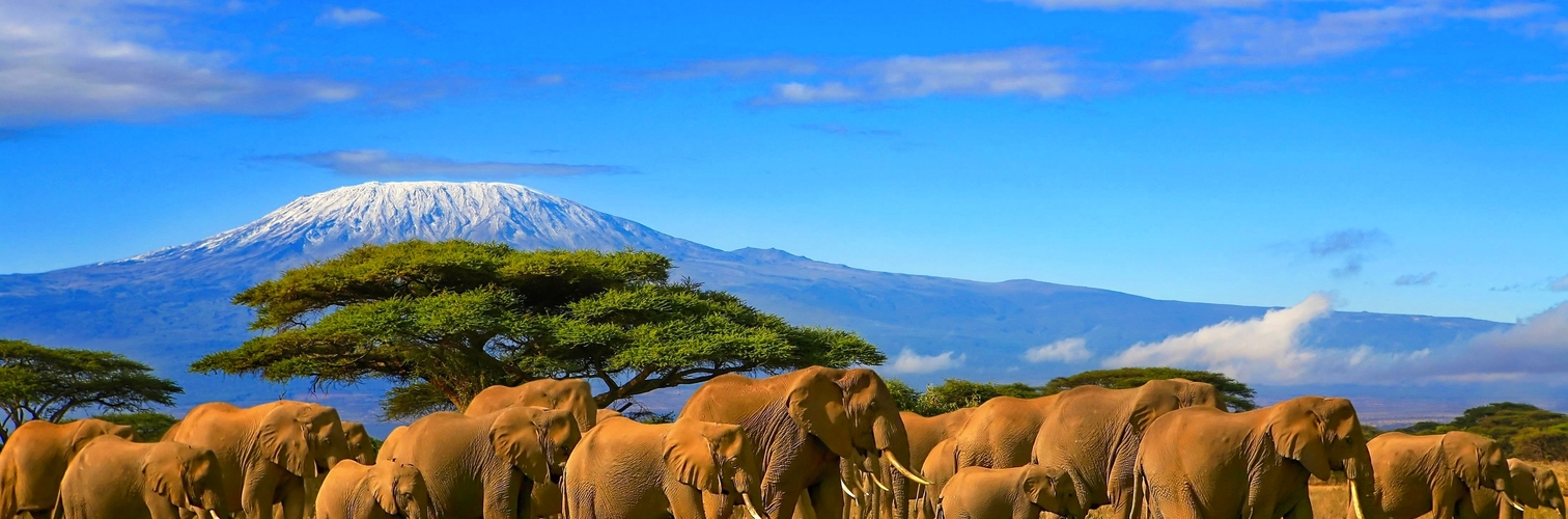 Herd of african elephants taken on a safari trip to Kenya with a