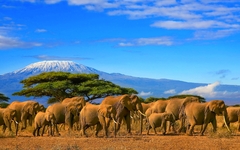 Herd of african elephants taken on a safari trip to Kenya with a