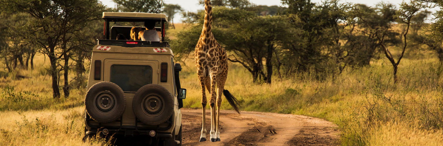 Giraffe with trees in background during sunset safari in Serenge