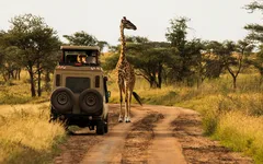 Giraffe neben Safari-Jeep auf Savannenstraße mit Bäumen im Hintergrund.