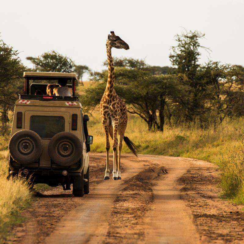 Giraffe neben Safari-Jeep auf Savannenstraße mit Bäumen im Hintergrund.