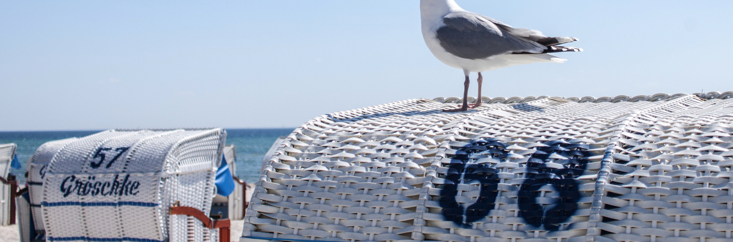 Möwe auf einem Strandkorb in Grömitz