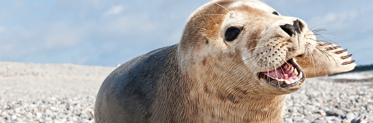 Robbe auf Helgoland