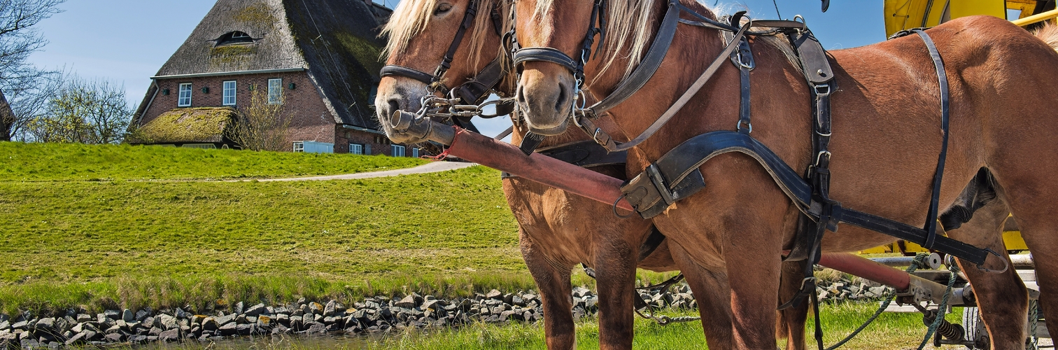 Pferdegespann auf Hallig Hooge