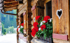 Typical bavarian or austrian wooden window with red geranium flo