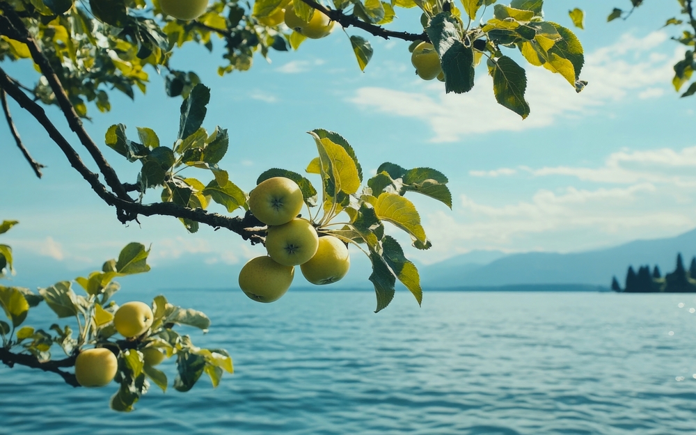 grüne Äpfel an einem üppigen Ast mit Blick auf den Bodensee in Deutschland
