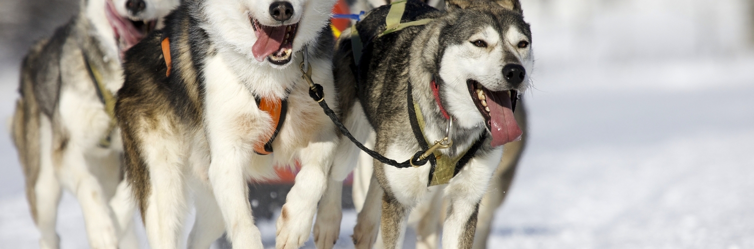 Hundeschlitten in Alaska während des Winters