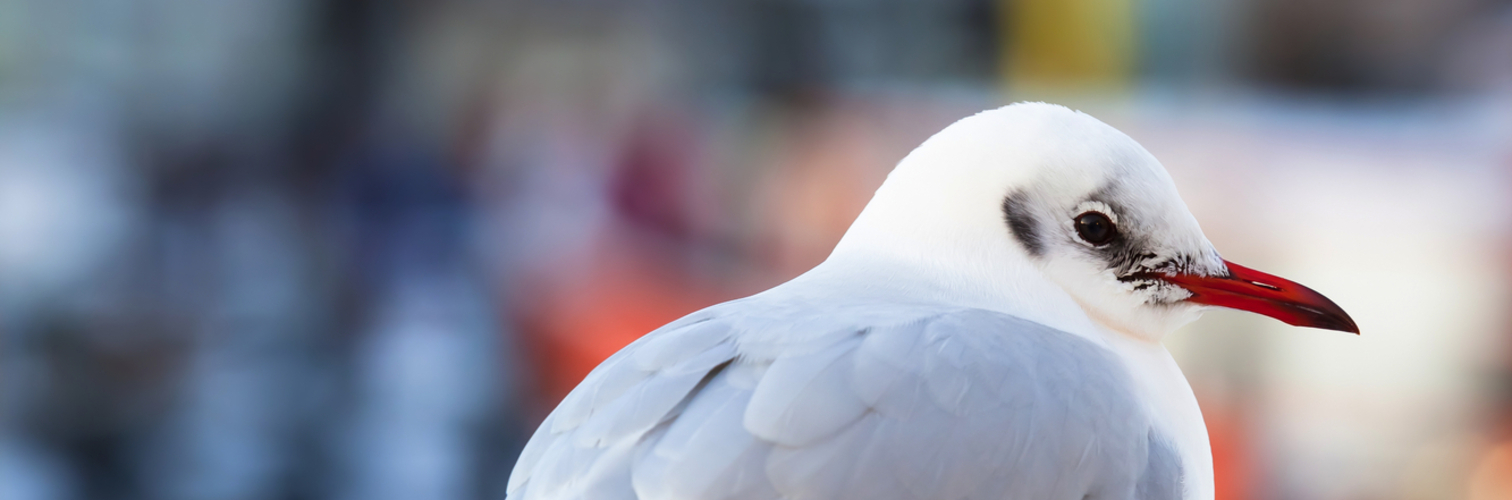Möwe am Winterhafen von Warnemünde
