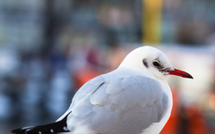Möwe am Winterhafen von Warnemünde