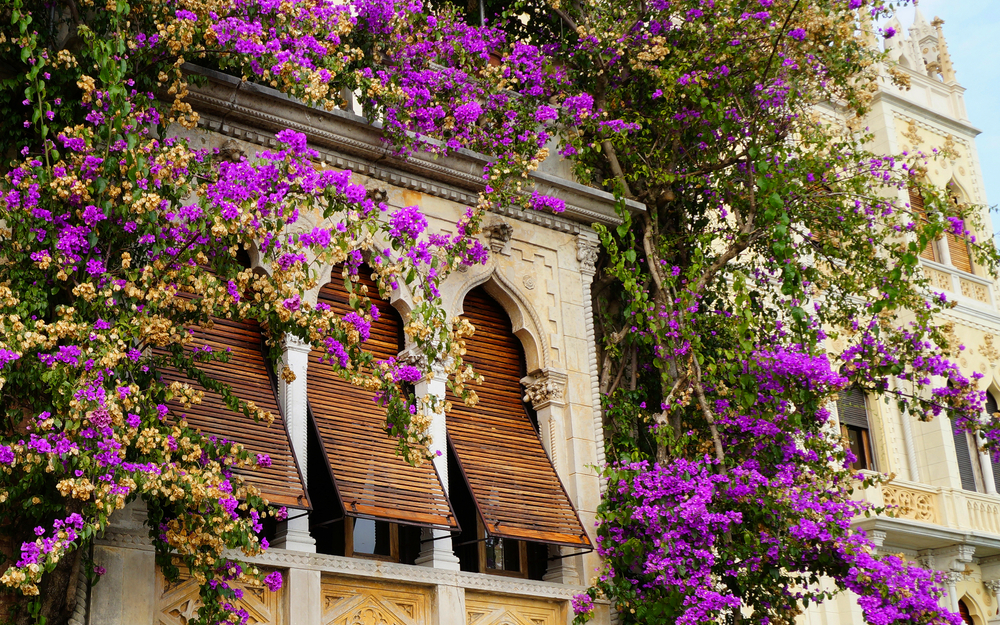 alte venezianischen Villa mit rosa Blumen auf der Isola del Garda