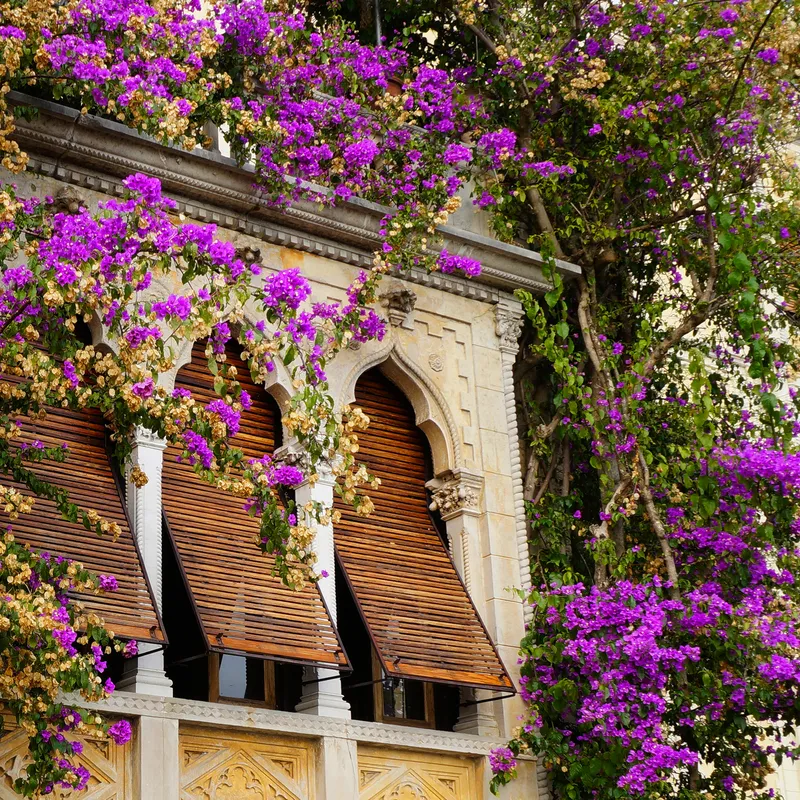 Fassadendetail mit blühender Bougainvillea und historischen Fenstern