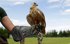 Falkner zeigt einen Sakerfalken