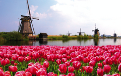 Grachtenzauber und Tulpenmeer