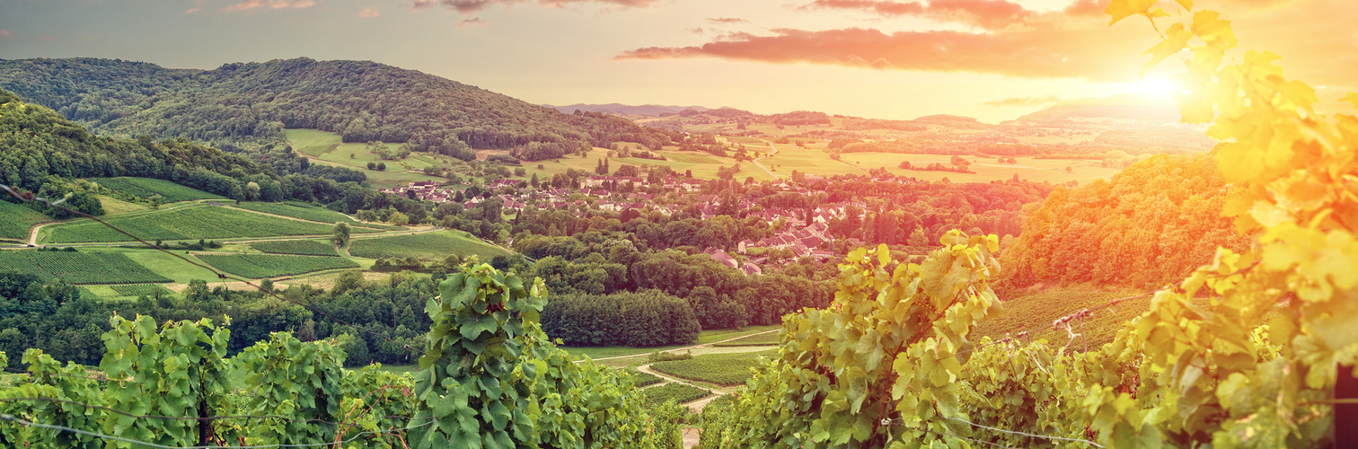 Panorama der Burgunder Weinberge. Frankreich