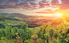 Panorama der Burgunder Weinberge. Frankreich