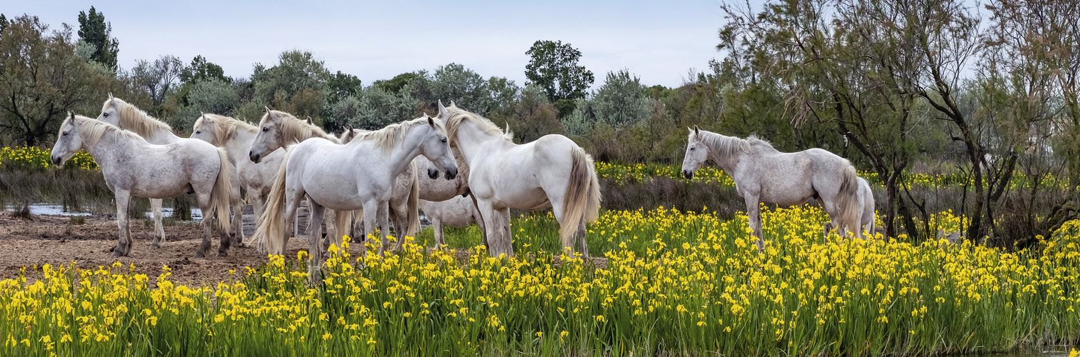 White Camargue horses in southern France
