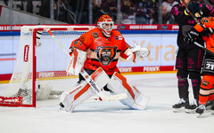 Grizzlys, action und Autostadt