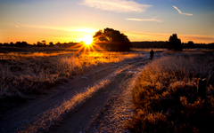 Lüneburger Heide im Winter bei Sonnenaufgang