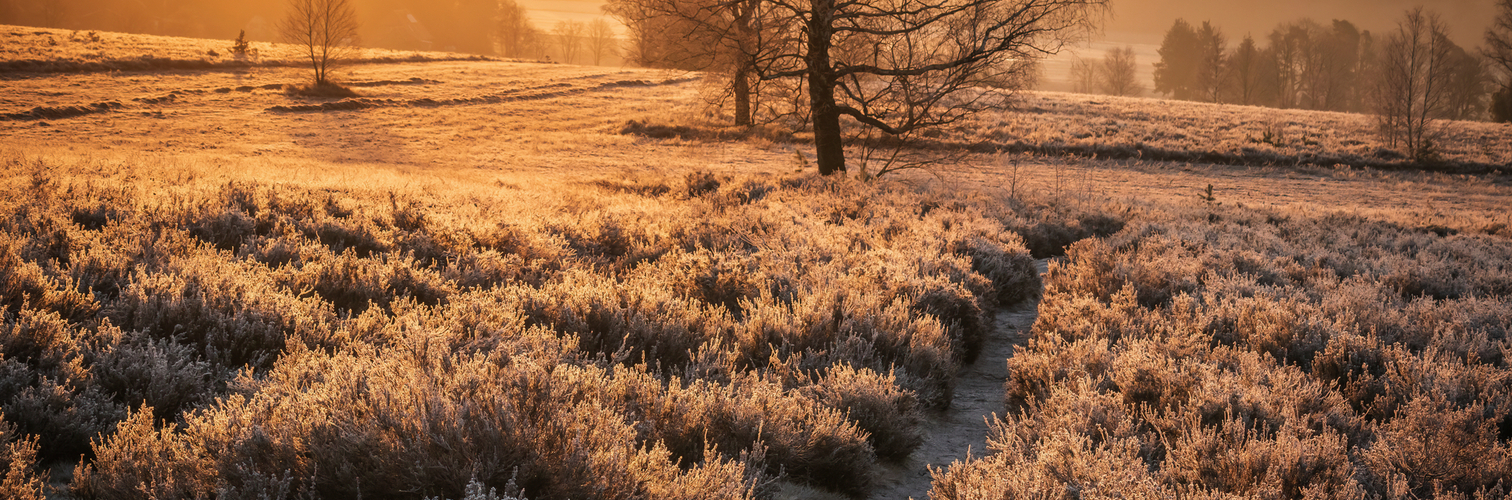 Lüneburger Heide im Winter