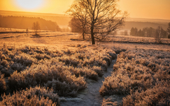 Lüneburger Heide im Winter