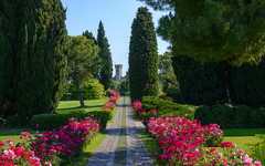 Gartenweg im Parco Sigurtà mit Zypressen und blühenden Rosen.