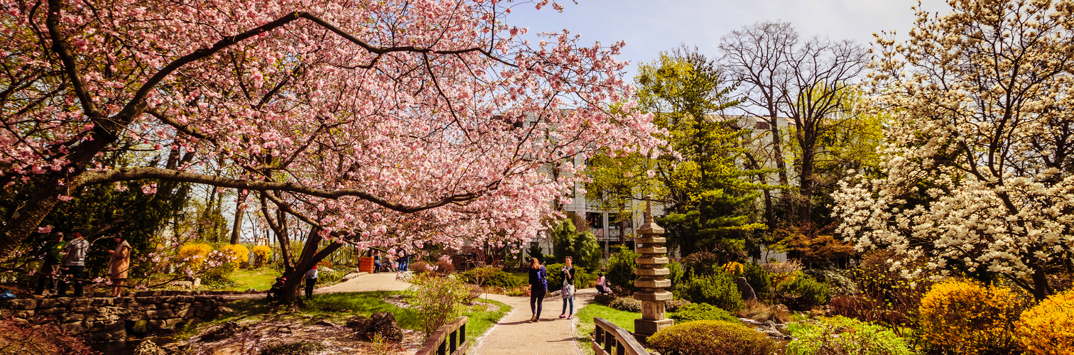 Frühling im Setagaya Park in Wien, Österreich