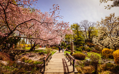 Frühling im Setagaya Park in Wien, Österreich