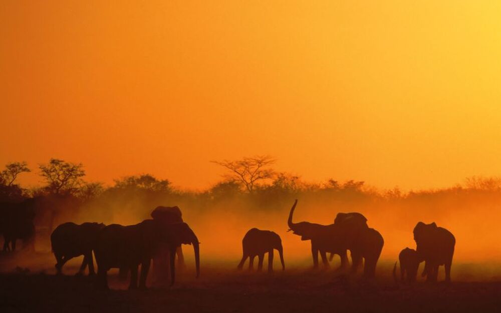 Elefanten in Namibia