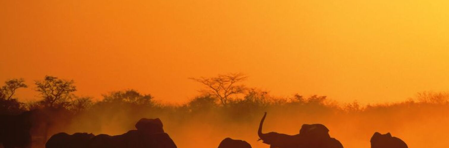Elefanten in Namibia