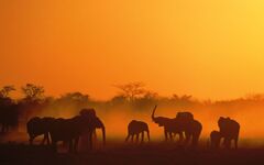 Elefanten in Namibia