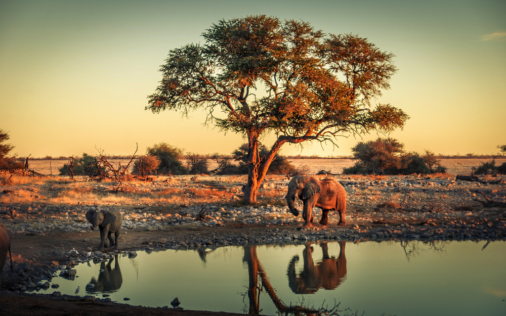 Elefantenjunges an einer Wasserstelle im Etosha Nationalpark