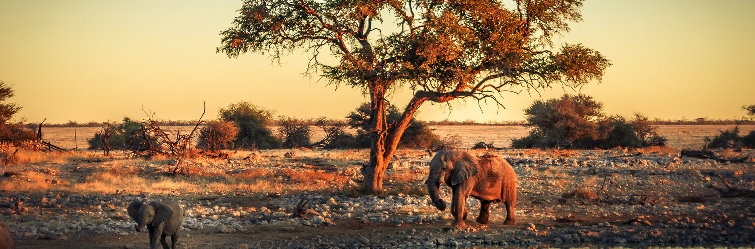 Elefantenjunges an einer Wasserstelle im Etosha Nationalpark