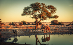 Elefantenjunges an einer Wasserstelle im Etosha Nationalpark