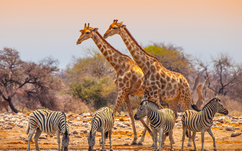 Giraffen und Zebras am Wasserloch