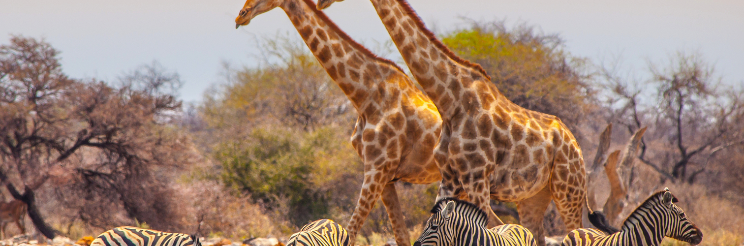 Giraffen und Zebras am Wasserloch