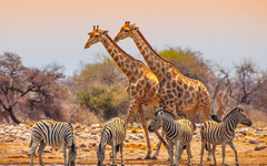 Giraffen und Zebras am Wasserloch