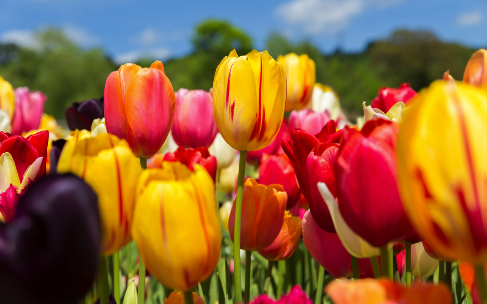 viele bunte Tulpen vor blauem Himmel, Nahaufnahme