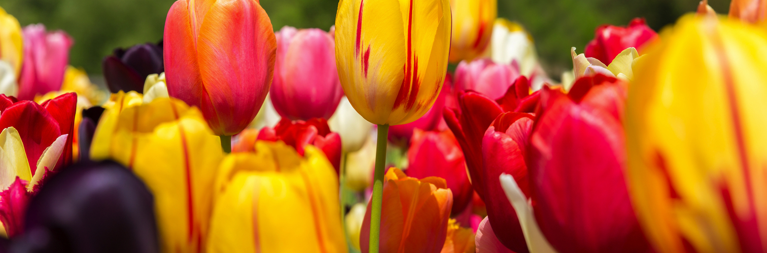 viele bunte Tulpen vor blauem Himmel, Nahaufnahme