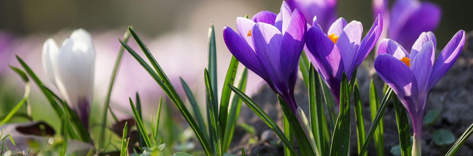Krokuswiese im Frühling