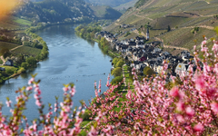 Zur Pfirsichblüte an die Mosel