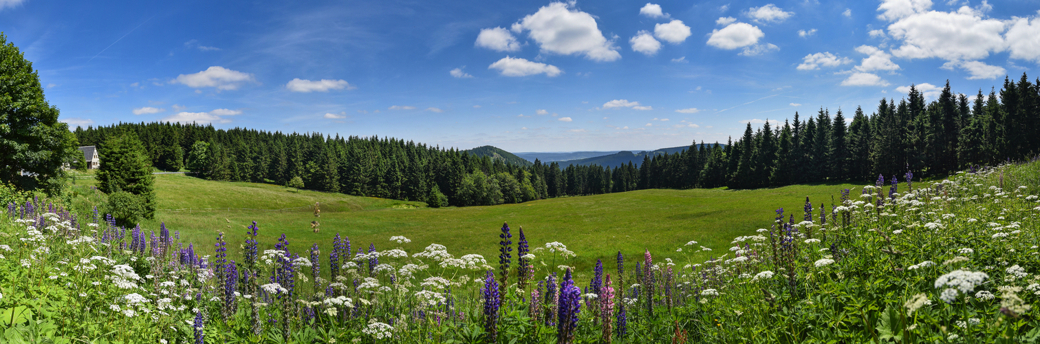 Thüringer Wald im Sommer